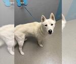 Small Siberian Husky Mix