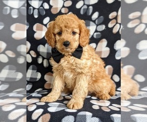 Goldendoodle (Miniature) Puppy for sale in NOTTINGHAM, PA, USA