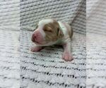 Puppy Puppy 6 Brittany