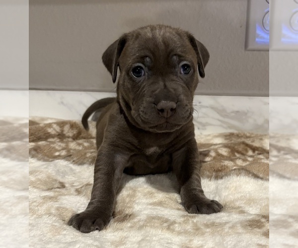 Medium Photo #8 American Pit Bull Terrier-Labrador Retriever Mix Puppy For Sale in HAINES CITY, FL, USA
