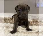 Puppy Chanel American Pit Bull Terrier-Labrador Retriever Mix