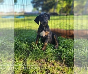 Catahoula Leopard Dog Puppy for Sale in CUMBY, Texas USA