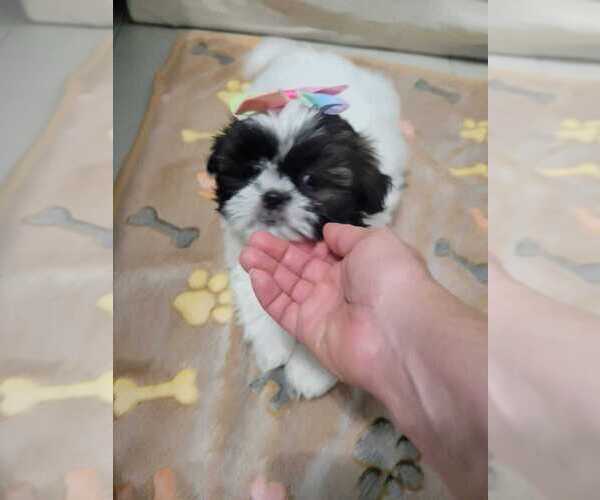 Medium Photo #2 Shih Tzu Puppy For Sale in SEBRING, FL, USA