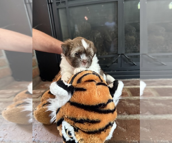 Medium Photo #2 Shih Tzu Puppy For Sale in FOLSOM, CA, USA