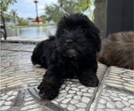 Small Photo #9 Morkie Puppy For Sale in HOLLYWOOD, FL, USA