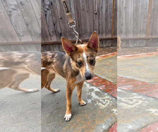 Medium Photo #2 Australian Shepherd-Unknown Mix Puppy For Sale in Los Angeles, CA, USA
