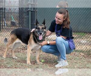 German Shepherd Dog Dogs for adoption in Santa Cruz, CA, USA