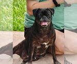Small #1 Pug