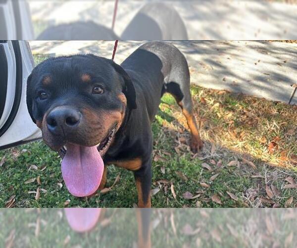 Medium Photo #1 Rottweiler Puppy For Sale in Houston, TX, USA