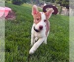 Small #1 Mutt