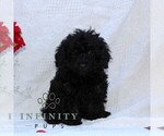 Small Cavapoo