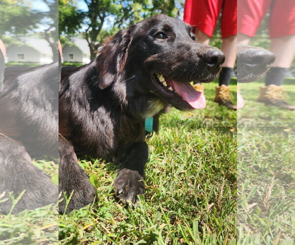 Medium Photo #4 Australian Retriever Puppy For Sale in Buffalo, MN, USA