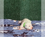Puppy 2 Dalmatian