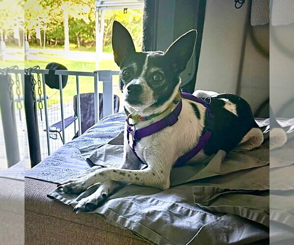 Medium Photo #5 Rat Terrier Puppy For Sale in Atlanta, GA, USA