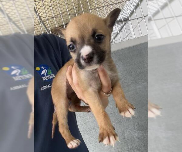 Medium Photo #1 American Pit Bull Terrier Puppy For Sale in Baytown, TX, USA