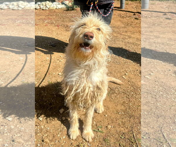 Medium Photo #7 Mutt Puppy For Sale in San Diego, CA, USA