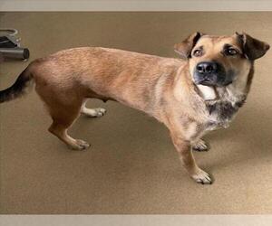 German Shepherd Dog-Unknown Mix Dogs for adoption in Derwood, MD, USA