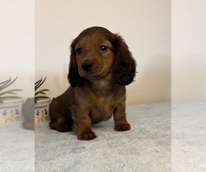 Dachshund Puppy for sale in FRANKLIN, IN, USA
