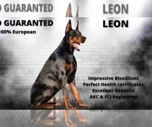 Father of the Doberman Pinscher puppies born on 11/29/2022