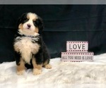 Small Photo #6 Bernese Mountain Dog Puppy For Sale in DUNDEE, OH, USA
