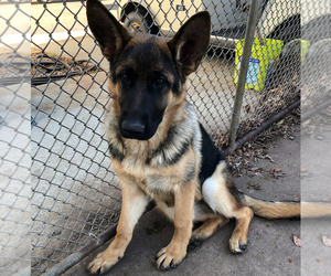 German Shepherd Dog Puppy for sale in CHAMPAIGN, IL, USA