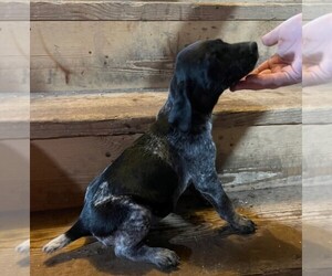 German Shorthaired Pointer Puppy for sale in PRENTICE, WI, USA