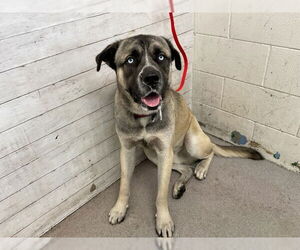 Anatolian Shepherd Dogs for adoption in San Bernardino, CA, USA
