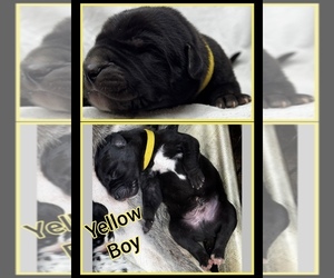 Great Dane Puppy for sale in MARSHVILLE, NC, USA
