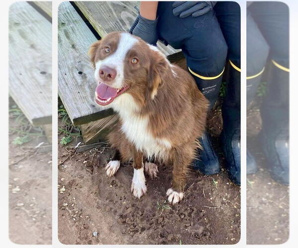 Medium Photo #2 Australian Shepherd Puppy For Sale in New Orleans, LA, USA