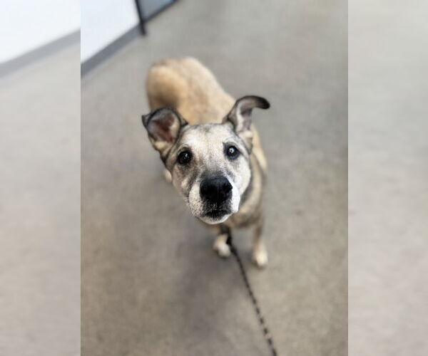 Medium Photo #3 Mutt Puppy For Sale in Elmsford, NY, USA