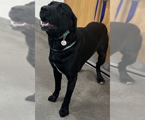 Medium Photo #1 Labrador Retriever-Unknown Mix Puppy For Sale in Forestville, MD, USA