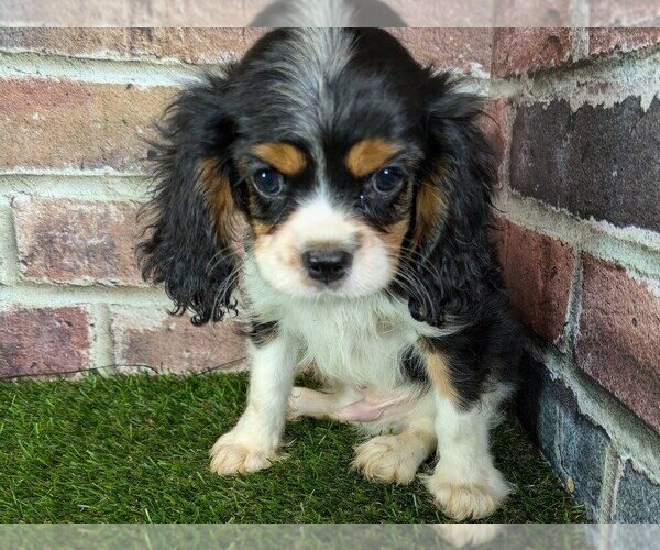 Medium Photo #13 Cavalier King Charles Spaniel Puppy For Sale in MOBERLY, MO, USA
