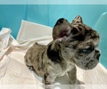 Small #3 French Bulldog