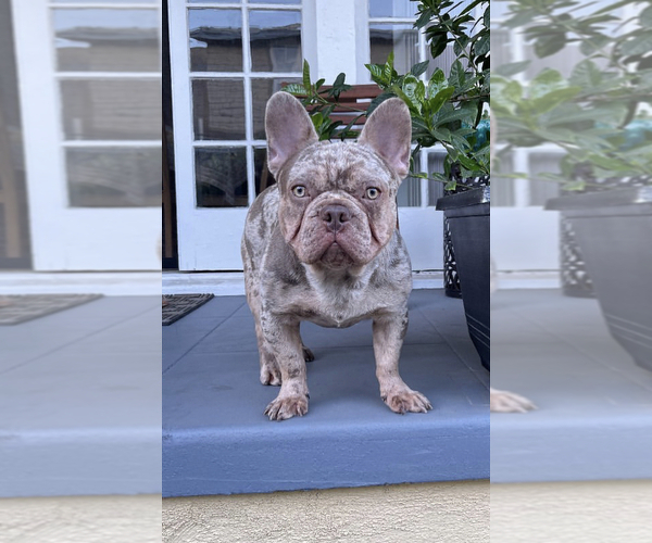 Medium Photo #1 French Bulldog Puppy For Sale in WOODBRIDGE, VA, USA