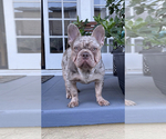 Small Photo #1 French Bulldog Puppy For Sale in WOODBRIDGE, VA, USA