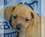 Small #5 Italian Greyhuahua