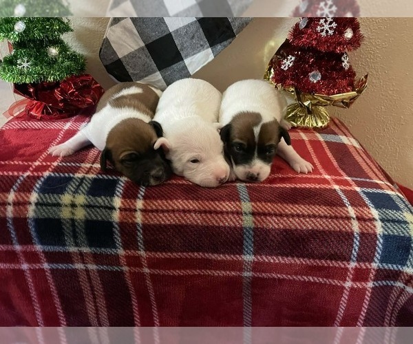 Medium Photo #2 Jack Russell Terrier Puppy For Sale in LINCOLN, IL, USA