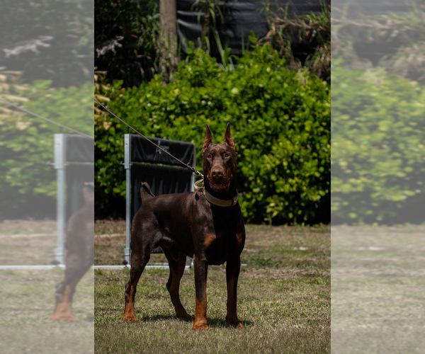 Medium Photo #20 Doberman Pinscher Puppy For Sale in FORT LAUDERDALE, FL, USA