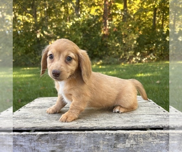 Medium Photo #3 Dachshund Puppy For Sale in MIDDLEBURY, IN, USA
