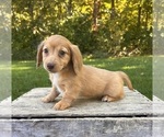 Small #2 Dachshund