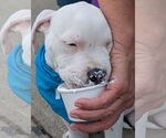 Small American Pit Bull Terrier Mix