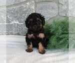 Small #3 Poodle (Miniature)