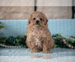 Small #4 Poodle (Miniature)-ShihPoo Mix