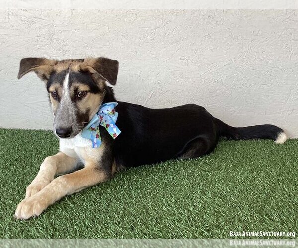 Medium Photo #3 Huskies -Labrador Retriever Mix Puppy For Sale in San Diego, CA, USA