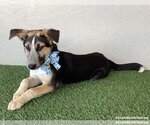 Small Photo #3 Huskies -Labrador Retriever Mix Puppy For Sale in San Diego, CA, USA