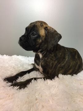 Medium Photo #5 Boxer Puppy For Sale in BECKS MILLS, OH, USA