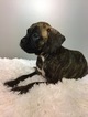 Small Photo #5 Boxer Puppy For Sale in BECKS MILLS, OH, USA