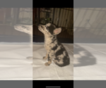 Small Photo #1 Australian Shepherd Puppy For Sale in HIGHLAND, CA, USA