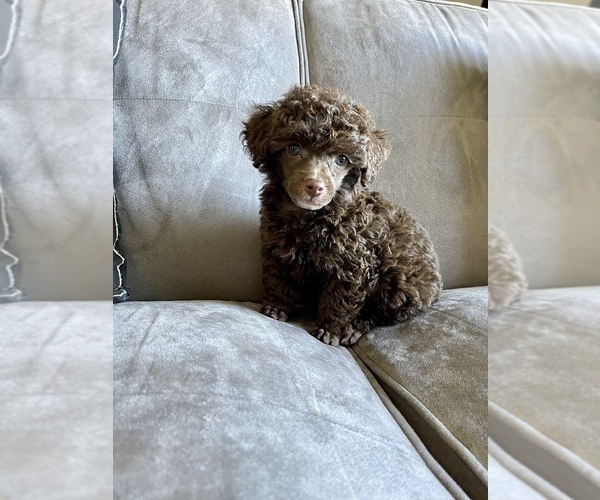 Medium Photo #13 Poodle (Toy) Puppy For Sale in HAYWARD, CA, USA