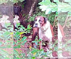 Bia - Female Boxer Dog for Adoption - Photo #4